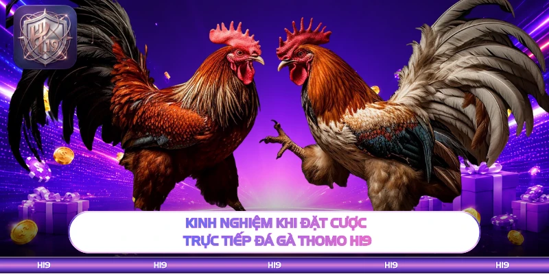 Kinh nghiệm khi đặt cược trực tiếp đá gà thomo H19