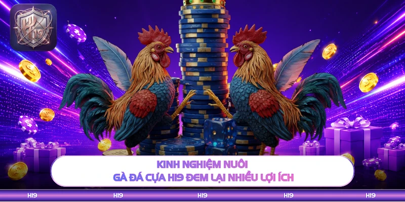 Kinh nghiệm nuôi gà đá cựa H19 đem lại nhiều lợi ích