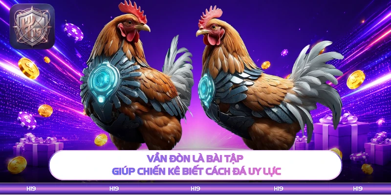 Vần đòn là bài tập giúp chiến kê biết cách đá uy lực